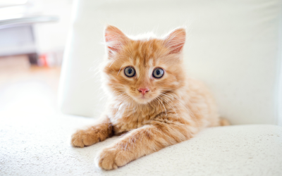 10 Common Myths About Cats