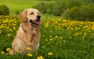 The Best Breeds of Dogs for Families